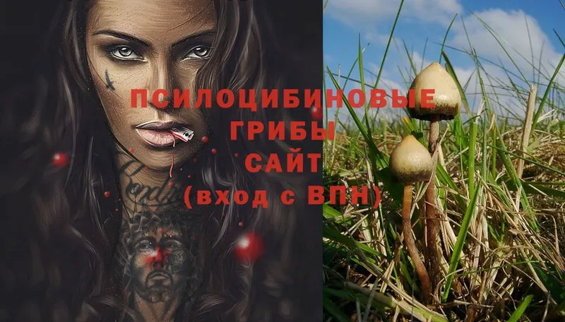 сайты даркнета как зайти  Медынь  Псилоцибиновые грибы Cubensis 